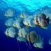 batfish_longfin_is_v_0705_png0992.jpg